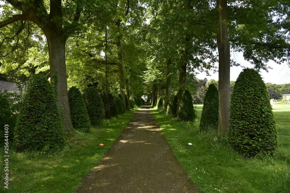 Chemin ombragé entre deux rangées d'arbres et de haies coniques au domaine provincial de Vrijbroekpark à Malines