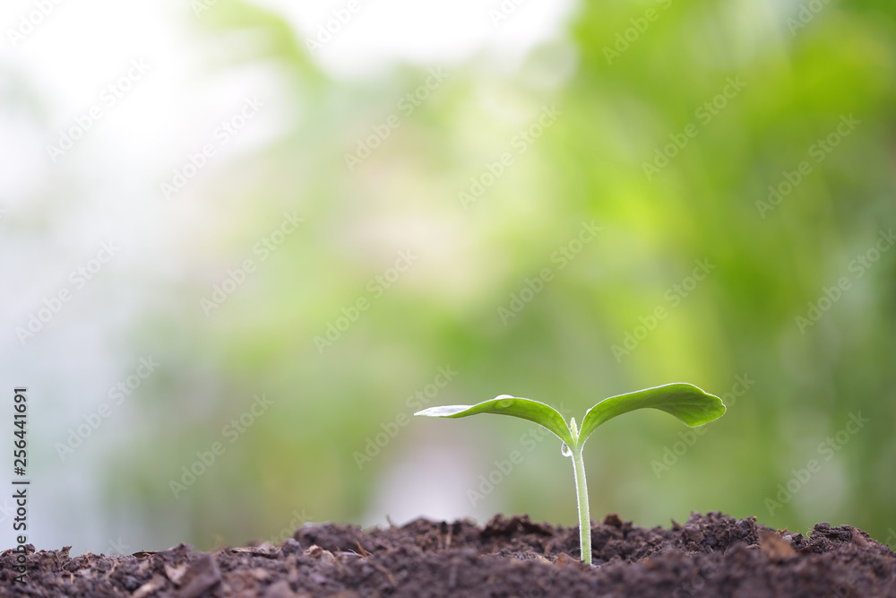 Fototapeta premium small tree sapling plant planting with dew