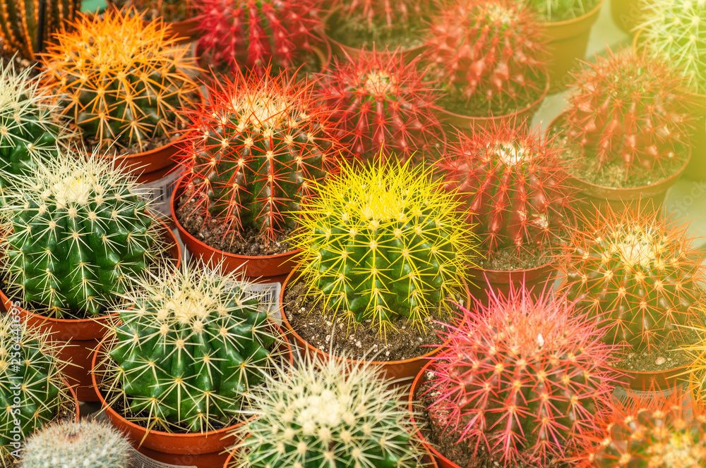 Various colored cacti plants in a greenhouse. Various cacti on the shelf in the store. Various colored cacti plants in a greenhouse. Various cacti on the shelf in the store.
