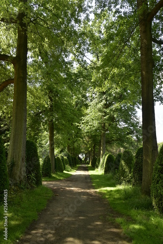 Chemin ombragé entre deux rangées d'arbres et de haies coniques au domaine provincial de Vrijbroekpark à Malines © Photocolorsteph