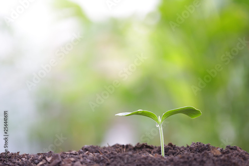 small tree sapling plant planting with dew