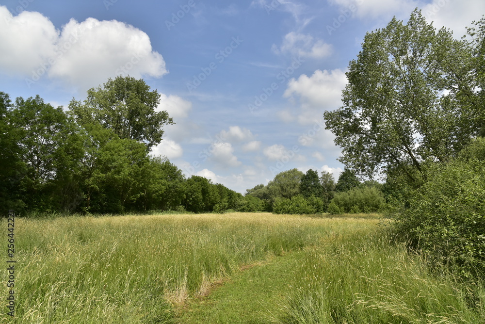 Prairie entourée d'arbres dans la zone sauvage de l'extrémité sud du domaine provincial de Vrijbroekpark à Malines Prairie entourée d'arbres dans la zone sauvage de l'extrémité sud du domaine provincial de Vrijbroekpark à Malines