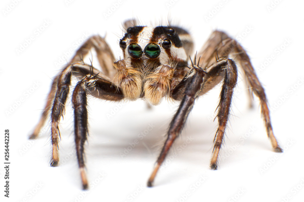 Close up of beautiful jumping spider isolated on white background Close up of beautiful jumping spider isolated on white background