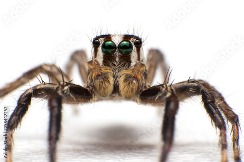 Close up of beautiful jumping spider isolated on white background