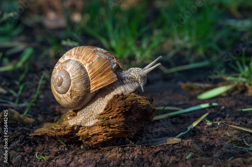 Snail, animal, shell, nature, slow, macro