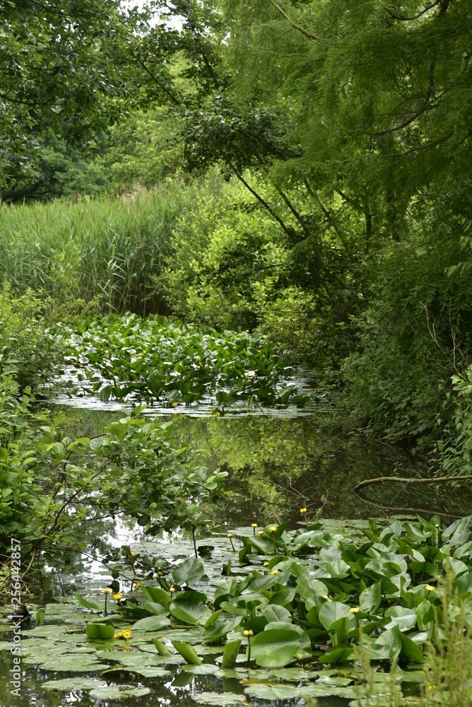 Plantes aquatiques dans l'une des marres biologiques en pleine végétation sauvage au domaine provincial de Vrijbroekpark à Malines Plantes aquatiques dans l'une des marres biologiques en pleine végétation sauvage au domaine provincial de Vrijbroekpark à Malines