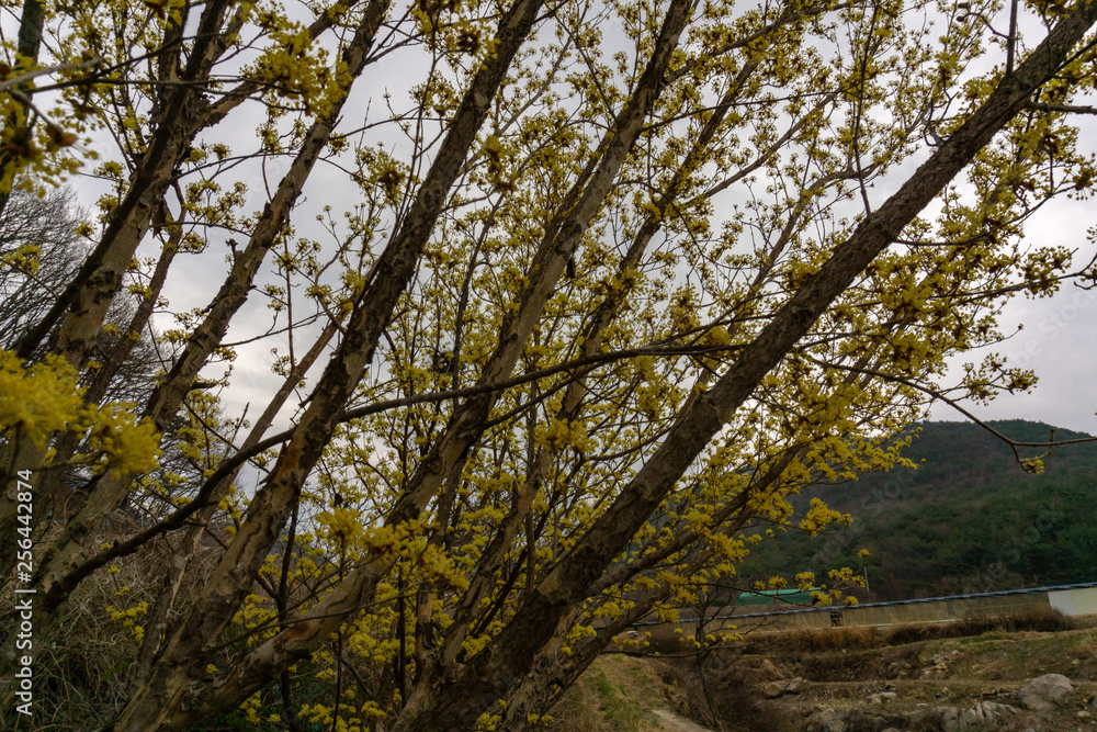 Obraz premium 산수유꽃.산수유나무