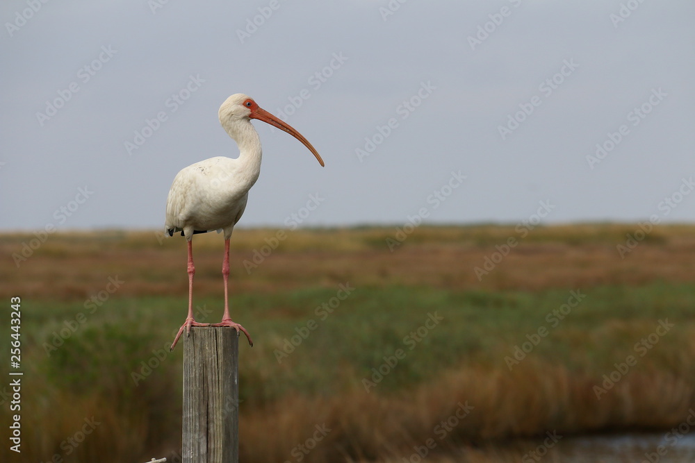 Obraz premium Louisiane - White Ibis