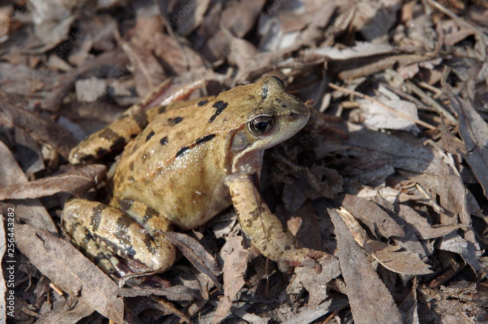 Frog sitting on fallen leaves Frog sitting on fallen leaves