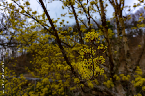 산수유꽃.산수유나무