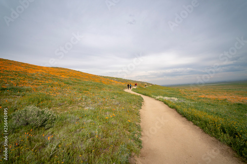 road in the field © FroZone