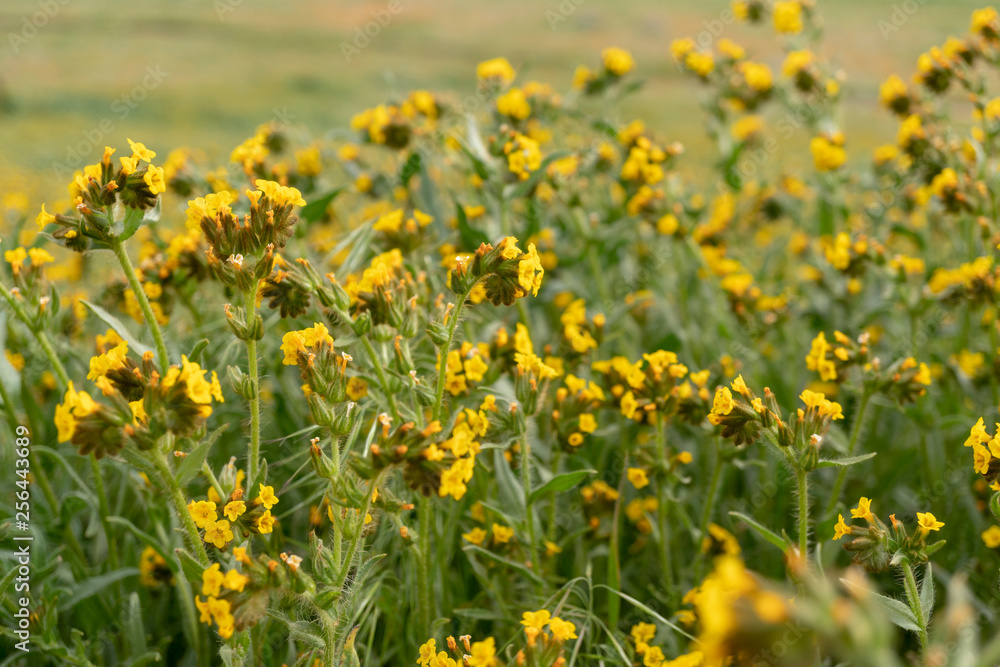 field of yellow flowers