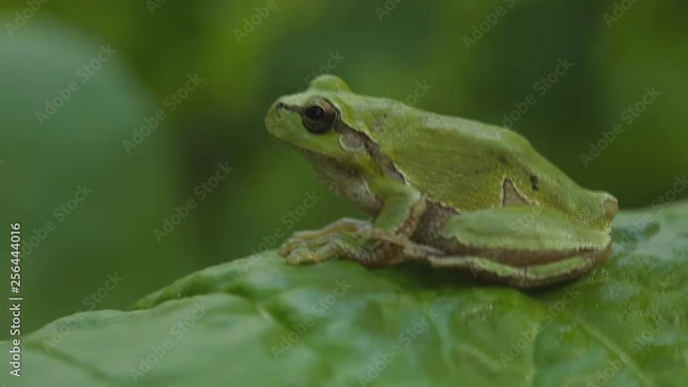 A green tree frog sits on the leaves of plants. (close-up) A green tree frog sits on the leaves of plants. (close-up)