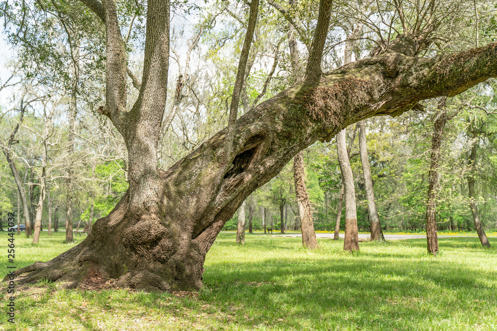 Tree growing sideways in a park Tree growing sideways in a park