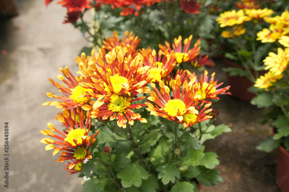 Chrysanthemum flowers planted and grows in the small plastic containers. Bred in a nursery for sale. Chrysanthemum flowers planted and grows in the small plastic containers. Bred in a nursery for sale.