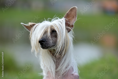 Old Chinese crested dog photo