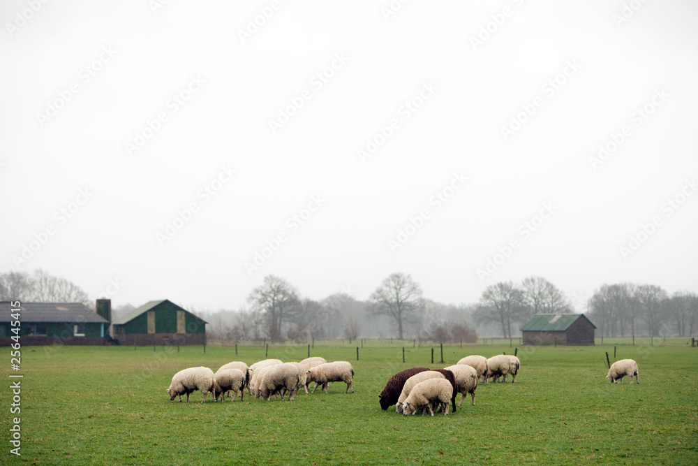 flock of sheep grazing in green meadow near Leusden in province of utrecht flock of sheep grazing in green meadow near Leusden in province of utrecht