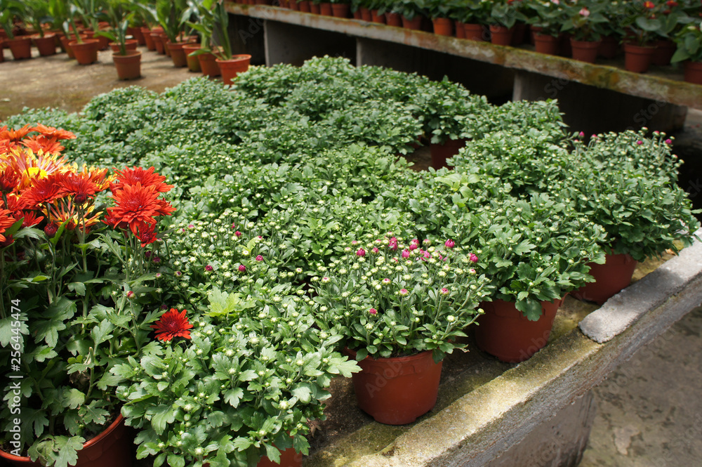 Fototapeta premium Chrysanthemum flowers planted and grows in the small plastic containers. Bred in a nursery for sale.