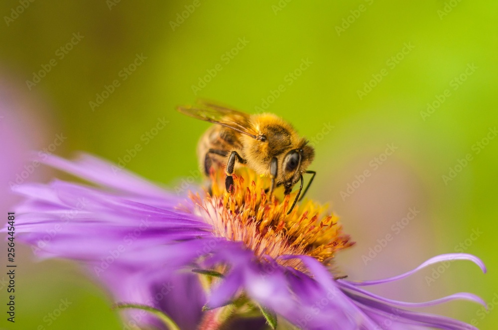 bee on a flower bee on a flower