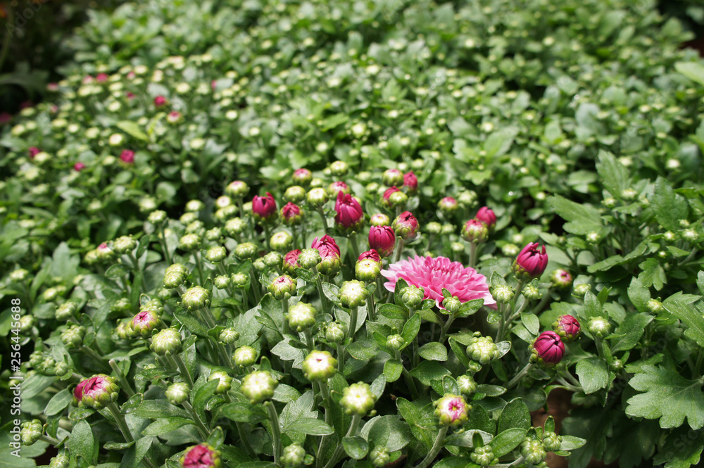 Chrysanthemum flowers planted and grows in the small plastic containers. Bred in a nursery for sale.