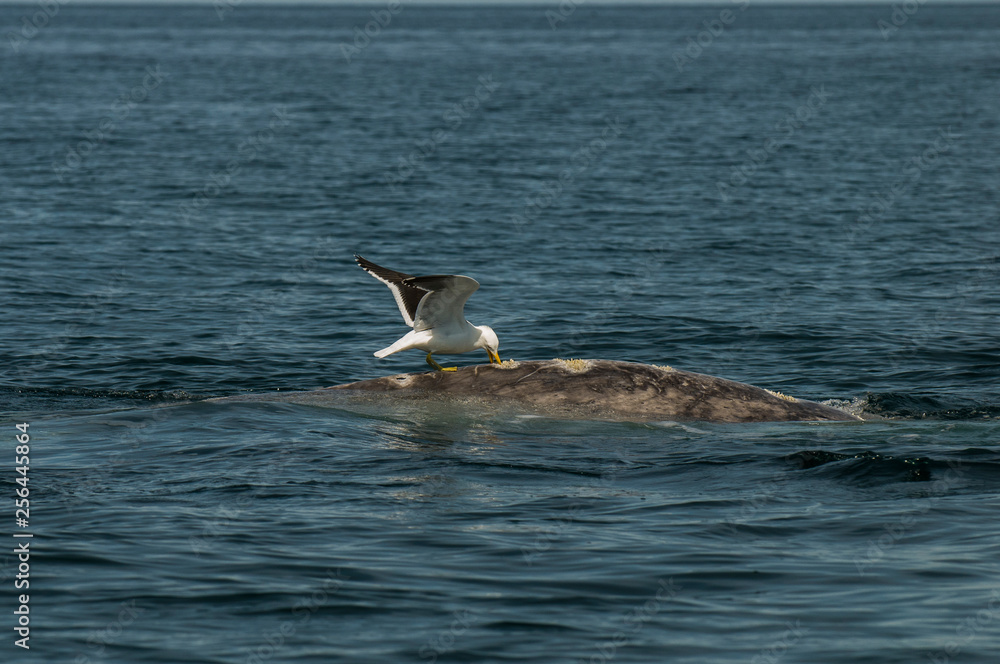 Fototapeta premium Seagull stinging right whale, Peninsula Valdes,, Patagonia, Argentina