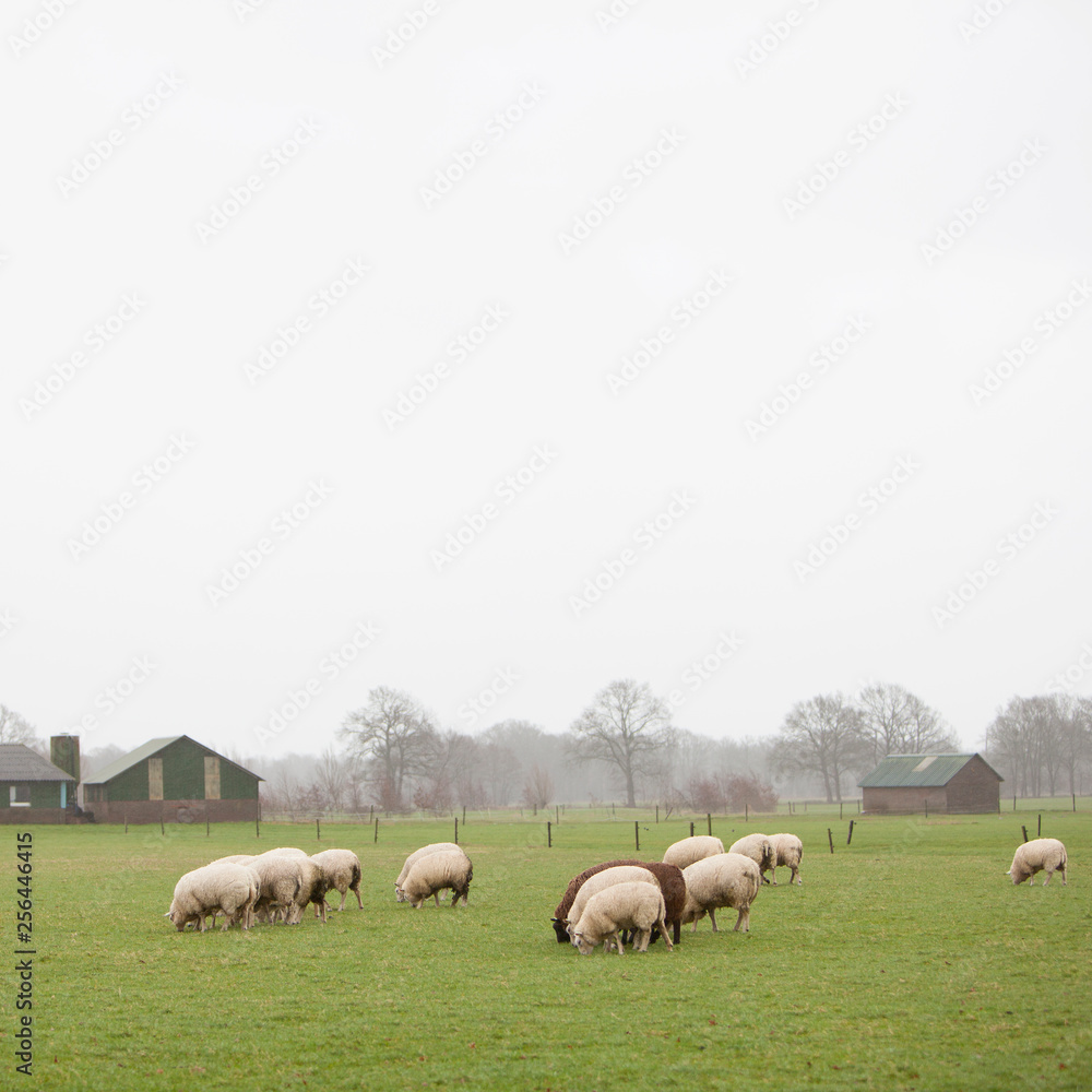 Fototapeta premium flock of sheep grazing in green meadow near Leusden in province of utrecht