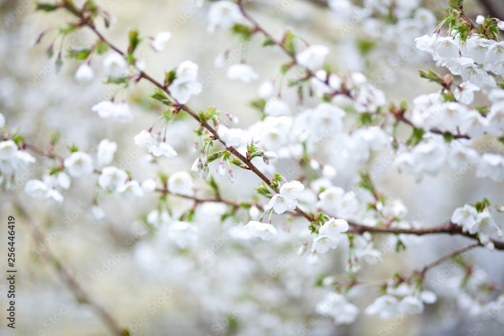 White Spring Cherry Blossoms