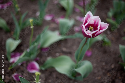 Pink Tulip Blooming