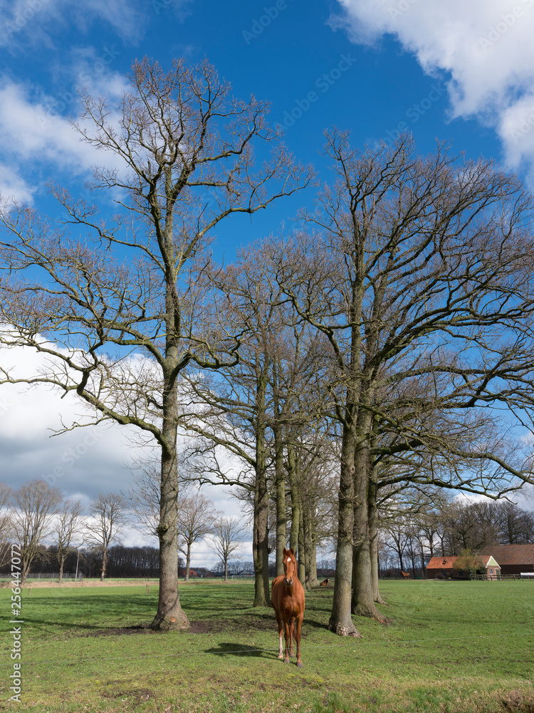 brown horse and large oak trees in dutch countryside near Amersfoort and Utrecht in holland brown horse and large oak trees in dutch countryside near Amersfoort and Utrecht in holland