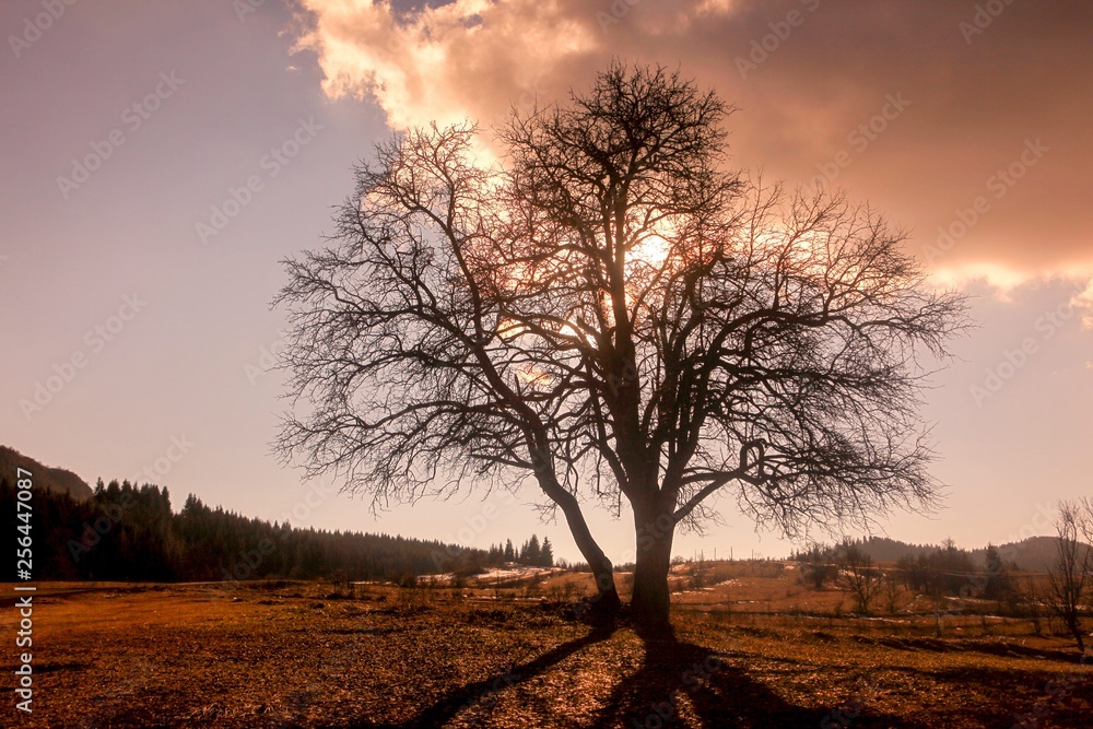 magical sunrise with tree.savsat/artvin/turkey magical sunrise with tree.savsat/artvin/turkey