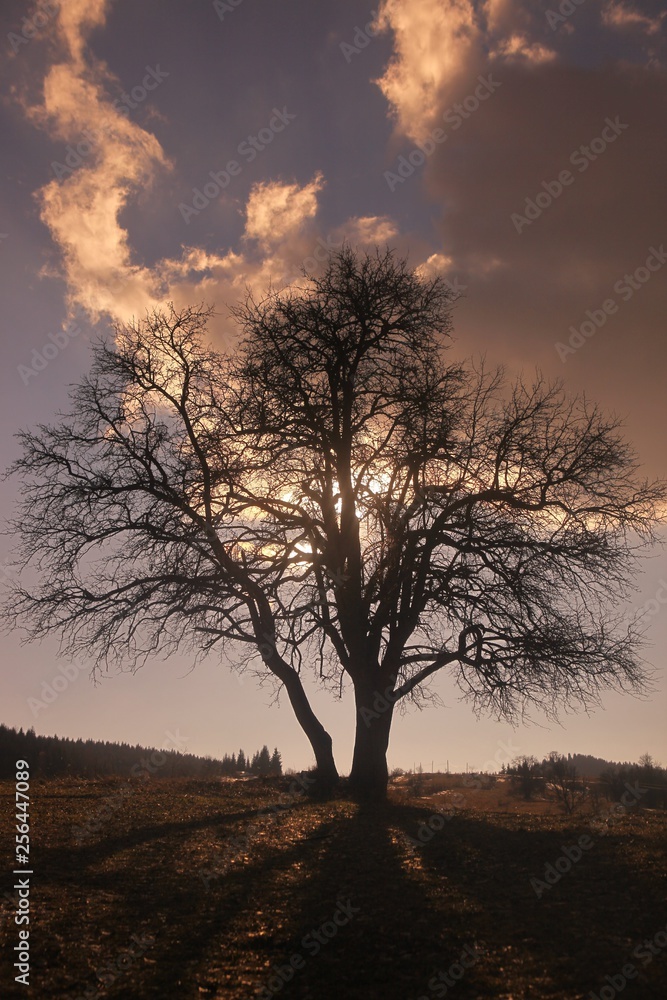 magical sunrise with tree.savsat/artvin/turkey