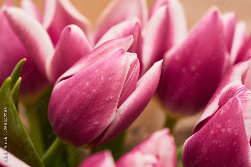 Blooming Tulip Flower. Bouquet of pink tulips Blooming Tulip Flower. Bouquet of pink tulips
