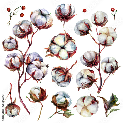 Watercolor Cotton Plant