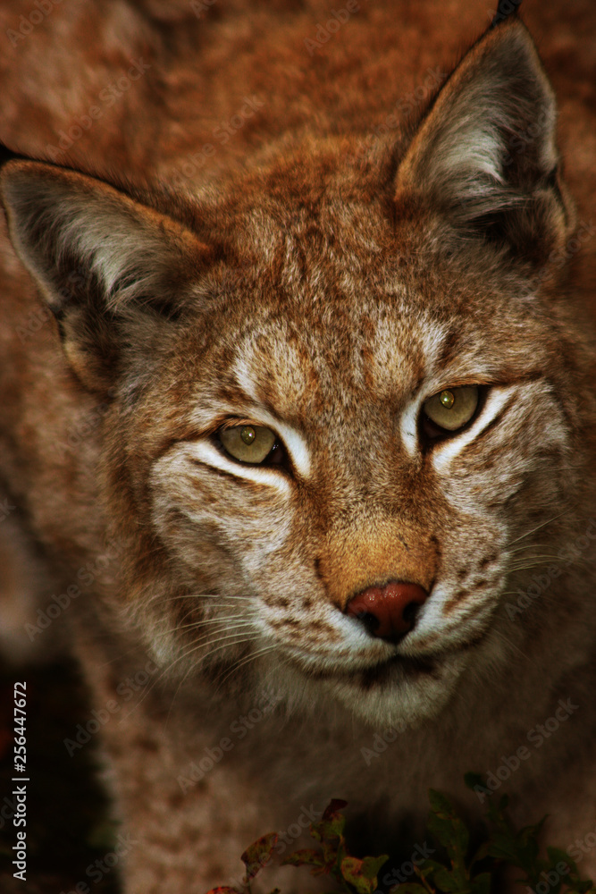 Norwegian Lynx Norwegian Lynx