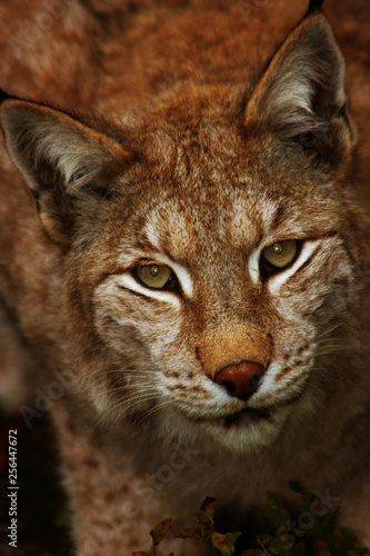 Norwegian Lynx © TorOlav