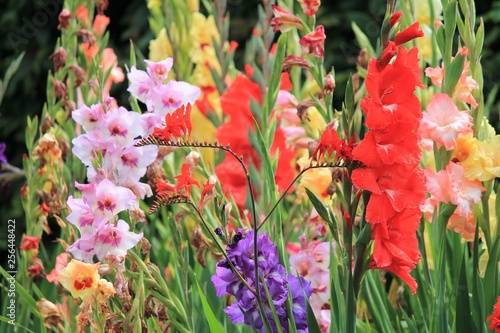 Photo gladiolus gladioli flower many flowers growing spring summer sword lily group st