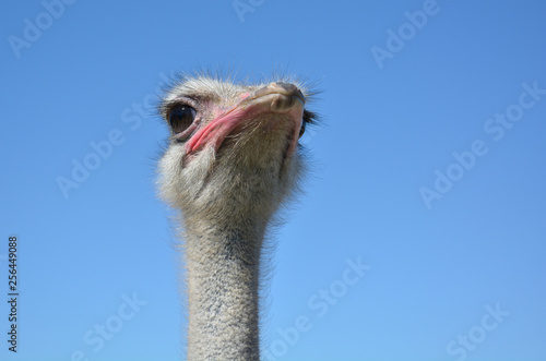 portrait of an ostrich against the blue sky