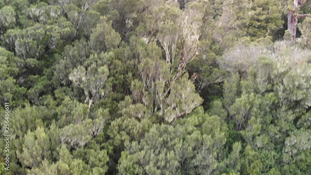 Aerial view of beautiful forest trees Aerial view of beautiful forest trees