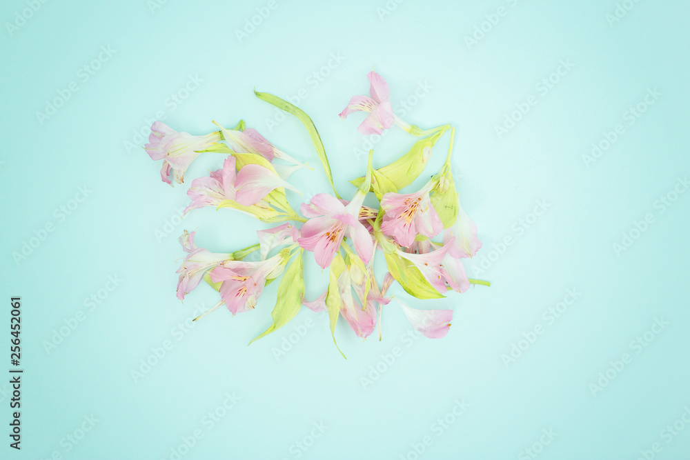 Fototapeta premium Pink flower on blue background, flat lay