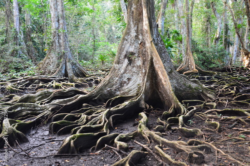 Forêt Isla Carenero Bocas del Toro Panama - Forest Carenero Island Panama © Marc