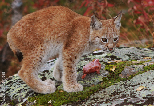 Norwegian Lynx