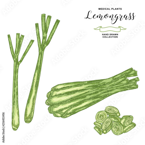 Lemongrass plant isolated on white background. Hand drawn lemongrass leaves and slices. Vector illustration.