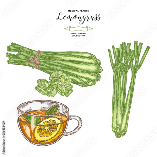 Lemongrass plant isolated on white background. Hand drawn lemongrass bunch, cup of tea and green stems. Vector illustration.