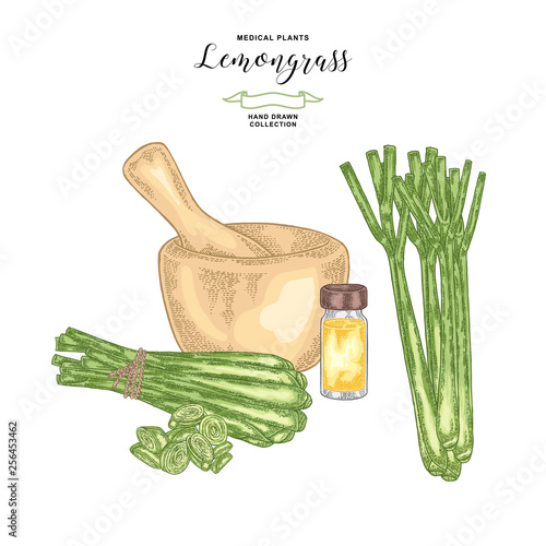 Lemongrass plant isolated on white background. Hand drawn set of lemongrass bunch, mortar and glass bottle of lemongrass oil. Vector illustration.