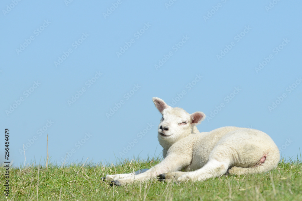 lamb lying on pasture lamb lying on pasture