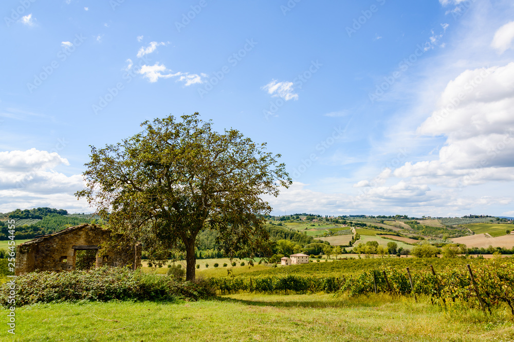 Olivenbaum mitten in einer hügeligen Landschaft im Chiantigebiet der Toskana Olivenbaum mitten in einer hügeligen Landschaft im Chiantigebiet der Toskana