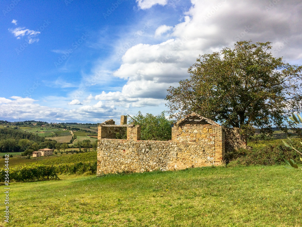 Olivenbaum mitten in einer hügeligen Landschaft im Chiantigebiet der Toskana Olivenbaum mitten in einer hügeligen Landschaft im Chiantigebiet der Toskana