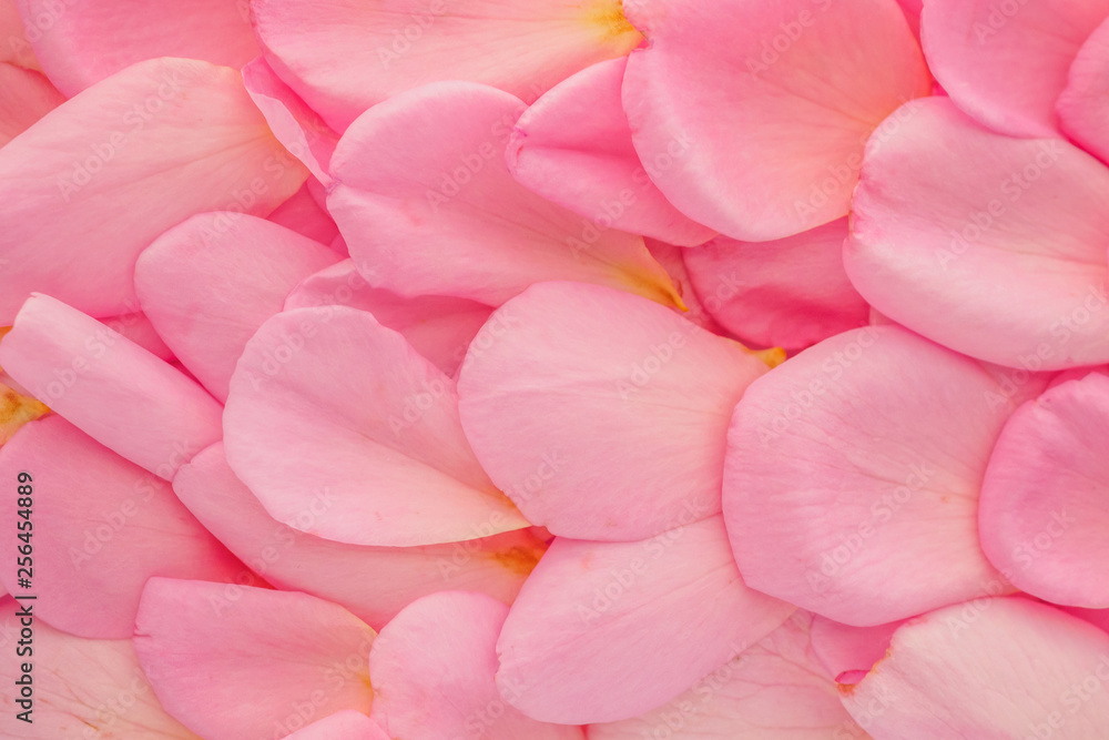beautiful pink rose petals for Valentines day background top view beautiful pink rose petals for Valentines day background top view
