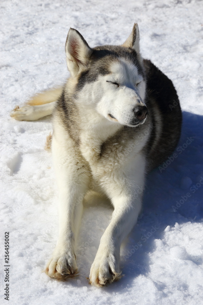 Chien traineau - neige 