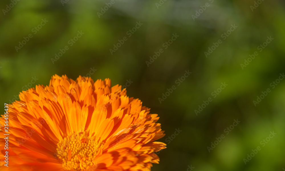 Orange flower of double calendula close-up at the green background. With copy space Orange flower of double calendula close-up at the green background. With copy space